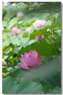series cosmos_significa pprt_significa terapeuta