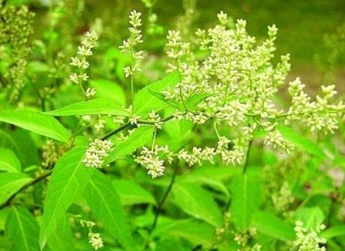multicanias_mukticanais_multicanajs
