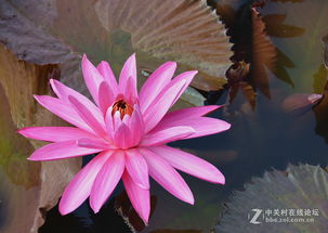 blog do jamildo_blasé_bicho de pé fotos